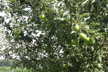 Load image into Gallery viewer, Granny Smith Apple Trees