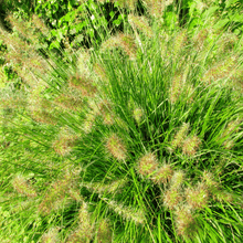 Load image into Gallery viewer, Dwarf Fountain Grass