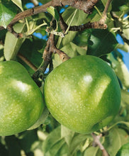 Load image into Gallery viewer, Granny Smith Apple Trees