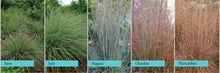 Load image into Gallery viewer, Standing Ovation Little Bluestem