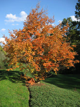 Load image into Gallery viewer, Japanese Stewartia Trees