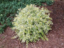 Load image into Gallery viewer, Abelia Twist of Lime Shrubs