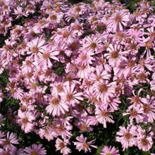 Load image into Gallery viewer, Aster Woods Pink