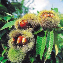 Load image into Gallery viewer, Chinese Chestnut Trees