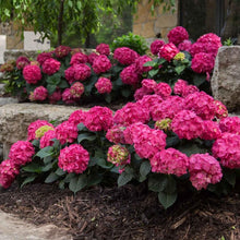Load image into Gallery viewer, Endless Summer Crush Pink Hydrangea Shrubs
