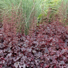 Load image into Gallery viewer, Heuchera Plum Pudding Plants