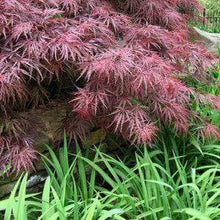 Load image into Gallery viewer, Crimson Queen Japanese Maple