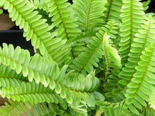 Load image into Gallery viewer, Kimberly Queen Ferns