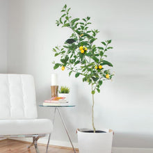 Load image into Gallery viewer, Meyer Lemon Trees