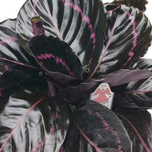 Load image into Gallery viewer, Calathea Dottie Plants