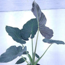 Load image into Gallery viewer, Alocasia Regal Shields Elephant Ear