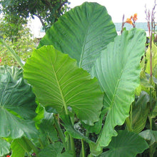 Load image into Gallery viewer, Alocasia Elephant Ear Plants