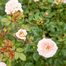 Load image into Gallery viewer, FALSE