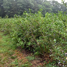 Load image into Gallery viewer, Bluecrop Blueberry Bushes