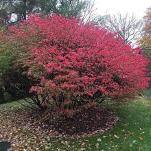 Load image into Gallery viewer, Burning Bush Euonymus Shrubs