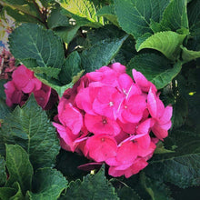 Load image into Gallery viewer, Cityline Paris Hydrangea Shrubs