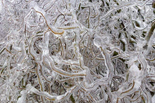 Load image into Gallery viewer, Corkscrew Willow Trees