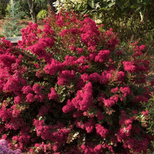 Load image into Gallery viewer, Berry Dazzle Crape Myrtle Shrubs