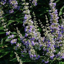 Load image into Gallery viewer, Delta Blues Vitex Shrubs