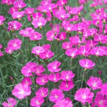 Load image into Gallery viewer, Dianthus Firewitch