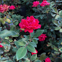 Load image into Gallery viewer, FALSE