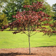 Load image into Gallery viewer, Redbud Trees