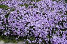 Load image into Gallery viewer, Creeping Phlox Emerald Blue