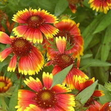 Load image into Gallery viewer, Gaillardia 'Arizona Sun'