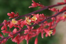 Load image into Gallery viewer, Texas Red Yucca Shrubs