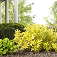 Load image into Gallery viewer, Florida Sunshine Illicium Shrubs