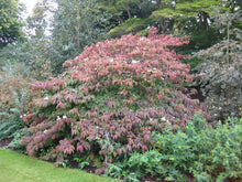 Load image into Gallery viewer, Doublefile Viburnum Shrubs