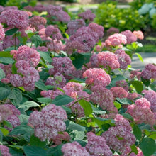 Load image into Gallery viewer, Invincibelle Spirit II Hydrangea Shrubs