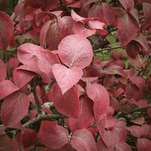Load image into Gallery viewer, Spice Baby Viburnum