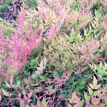Load image into Gallery viewer, Moonbay Nandina Shrubs