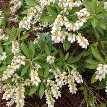Load image into Gallery viewer, Southern Lady Pieris Shrubs