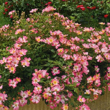 Load image into Gallery viewer, Pink Drift Rose Bushes