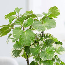 Load image into Gallery viewer, Variegated Aralia Balfour Plants