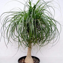 Load image into Gallery viewer, Ponytail Palm Plants