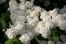 Load image into Gallery viewer, Viburnum Popcorn Shrubs
