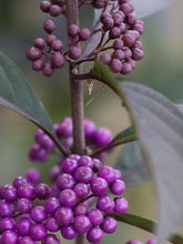 Load image into Gallery viewer, Purple Pearls Beautyberry Shrubs