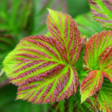 Load image into Gallery viewer, Raspberry Shortcake Raspberry Bushes