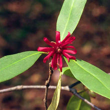 Load image into Gallery viewer, Ruby Stars Anise Shrubs