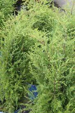 Load image into Gallery viewer, Gold Cone Juniper Shrubs