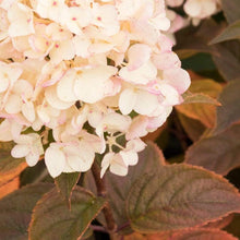 Load image into Gallery viewer, Candy Apple Hydrangea Shrubs