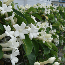 Load image into Gallery viewer, Stephanotis Trellis