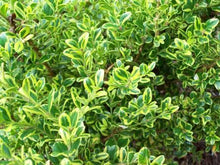 Load image into Gallery viewer, Golden Dream Boxwood Shrubs