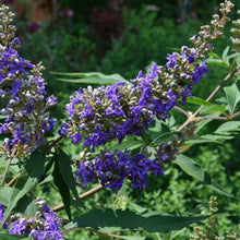 Load image into Gallery viewer, Delta Blues Vitex Shrubs