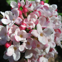 Load image into Gallery viewer, Viburnum Mohawk Shrubs
