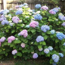 Load image into Gallery viewer, Nikko Blue Hydrangea Shrubs
