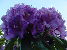 Load image into Gallery viewer, Rhododendron Lee's Dark Purple Shrubs
